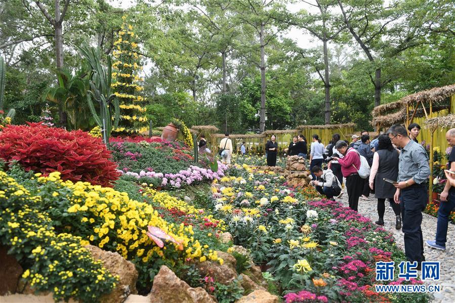 福建：金秋菊展喜迎八方游客