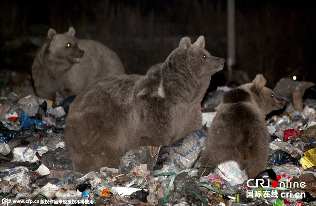 黑熊成群现身土耳其街头 垃圾堆觅食