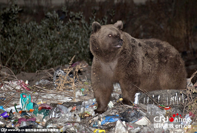 黑熊成群现身土耳其街头 垃圾堆觅食