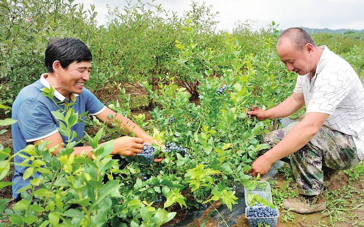 千里沃野織錦繡——白山市建設“一谷一城”發展特色農業見聞