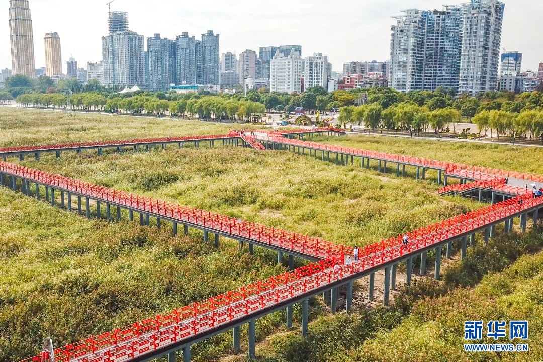 航拍漢口江灘“蘆海” 觀蘆棧道成一景