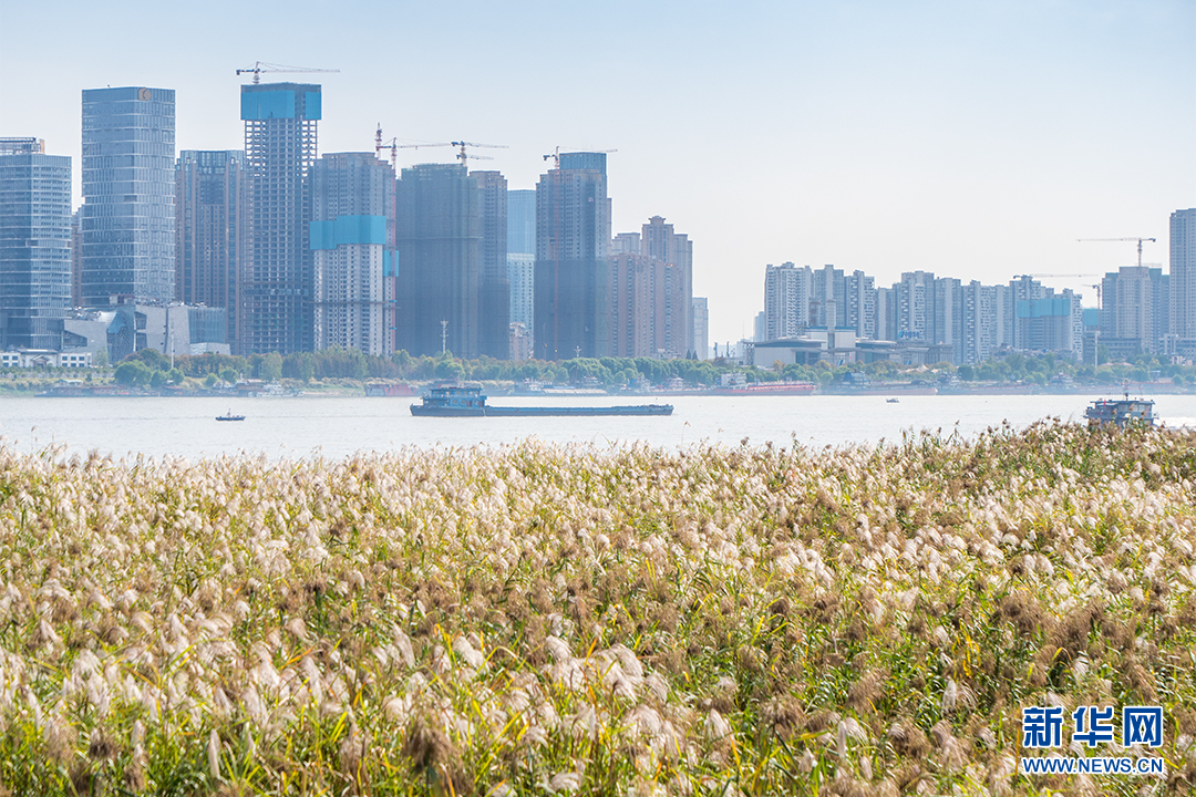 航拍漢口江灘“蘆海” 觀蘆棧道成一景