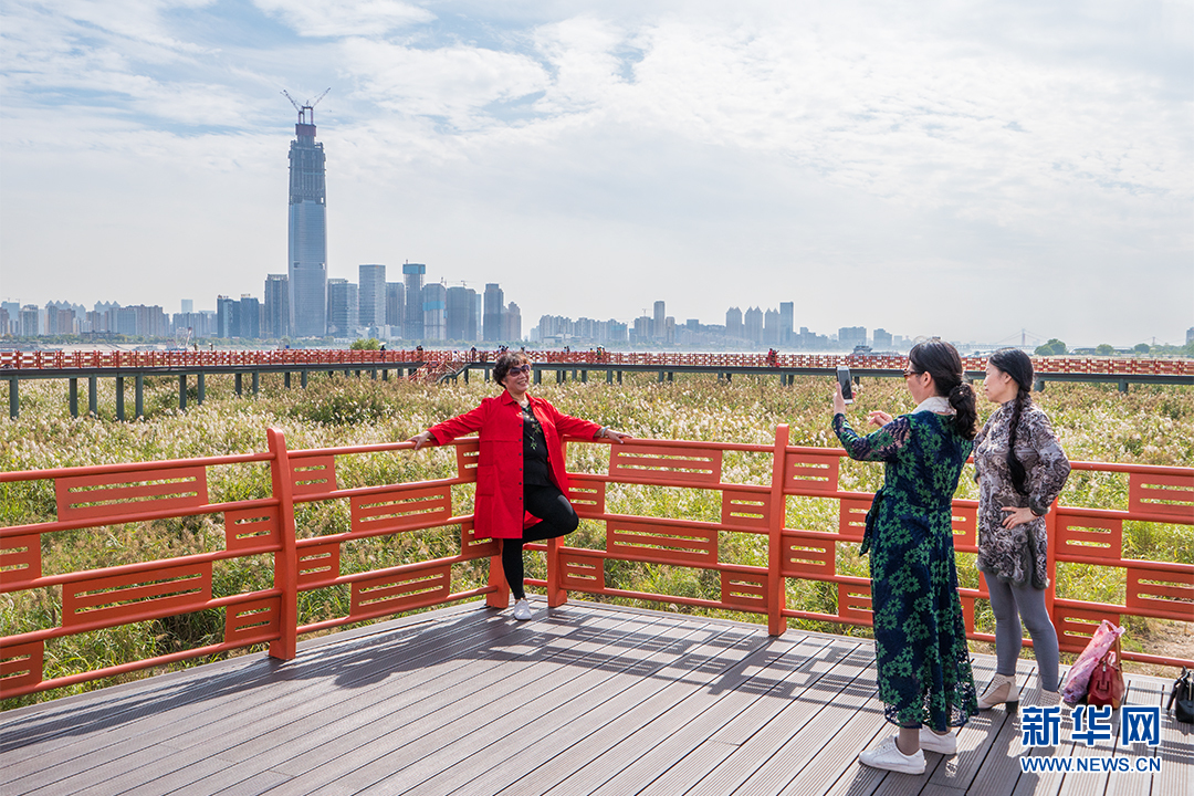 航拍漢口江灘“蘆海” 觀蘆棧道成一景