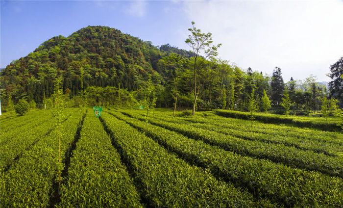 '아미산茶', '중국 녹차의 도시' 궐기 추진