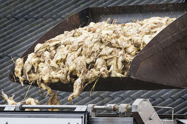 荷兰数家禽类养殖场发现禽流感 当局紧急扑杀家禽