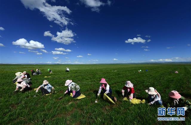 青海省牧草良種繁殖場迎來收穫季