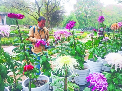 武汉植物园菊花展开幕 千余菊花品种美美亮相