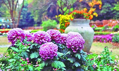 武漢植物園菊花展開幕 千余菊花品種美美亮相