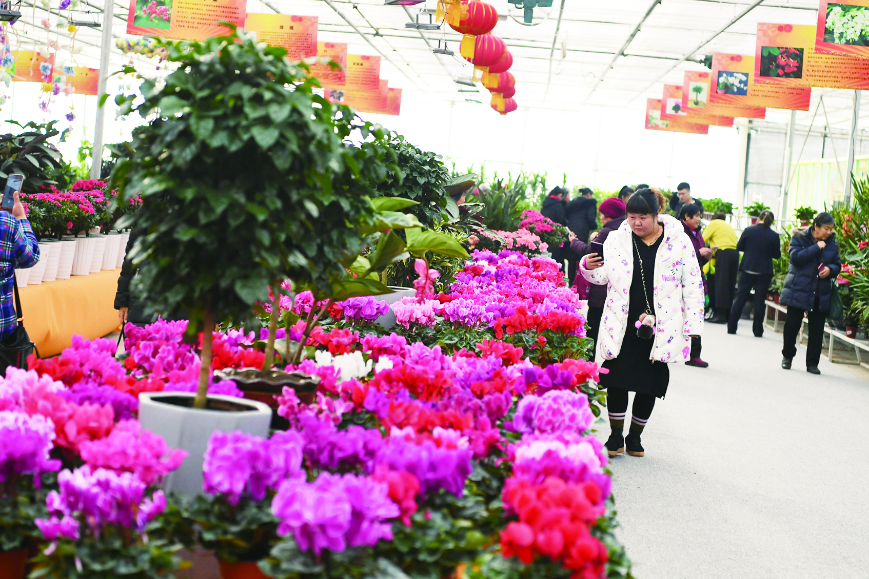 花卉俏銷冬季農博會