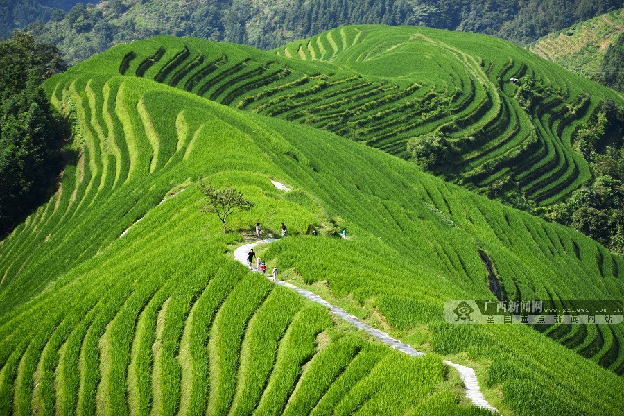 高清组图：广西龙胜绿染梯田吸引游人 蔚为壮观