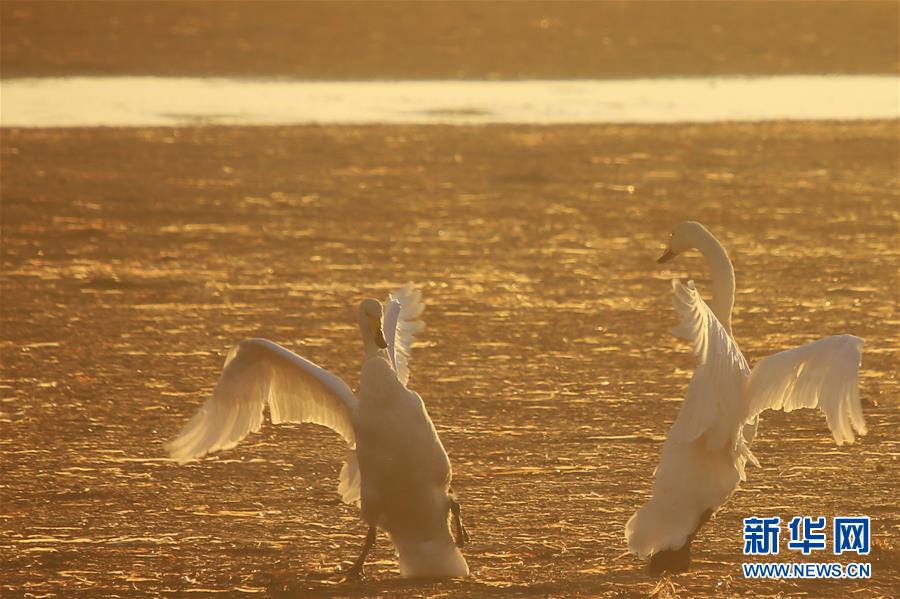 山东荣成：天鹅湖景美如画
