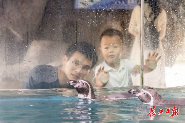 武漢動物園推出“寶寶遊線” 是12歲小園長親測力薦的