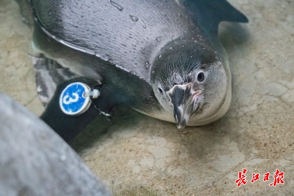武汉动物园推出“宝宝游线” 是12岁小园长亲测力荐的
