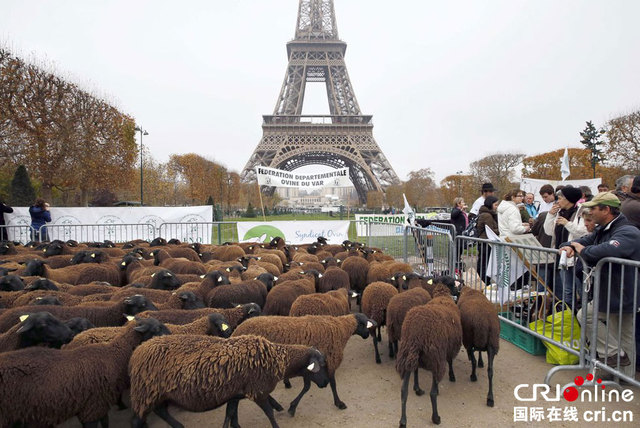 法国农民埃菲尔铁塔下放羊 要求解决狼群攻击问题(图)