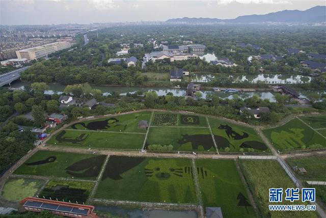 杭州：湿地旁的“动物园”稻田