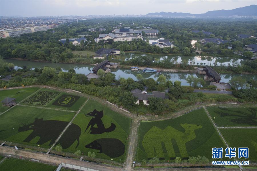 杭州：濕地旁的“動物園”稻田