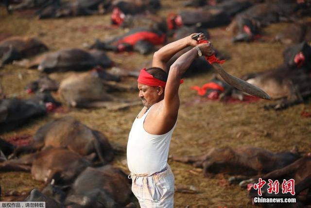 尼泊爾印度教徒慶祝嘉蒂麥女神節 祭祀水牛屍橫遍野