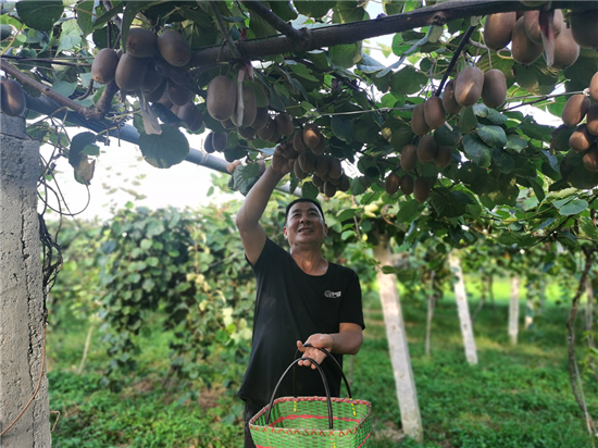 【B】河南寶豐：獼猴桃成了村民致富的“金果果”