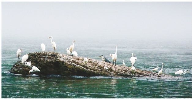水鳥樂園——渾江