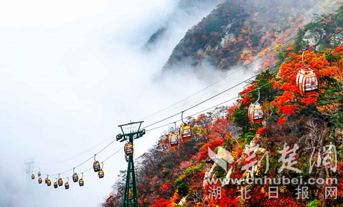 湖北羅田縣叫響大別山紅葉節 露染霜幹片片輕