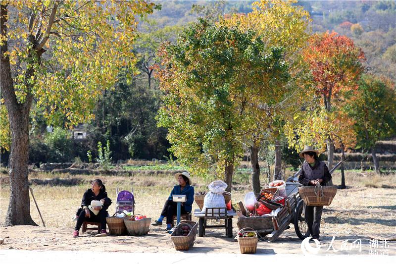 湖北羅田“古柿樹群落”帶火鄉村遊