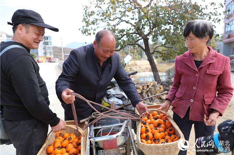 湖北罗田“古柿树群落”带火乡村游