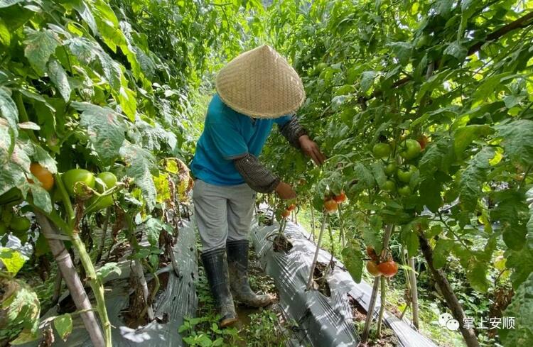 貴州安順：蔬菜種植帶富一方