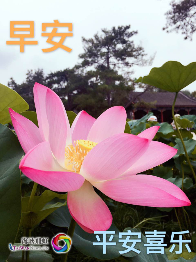 《平安喜乐》作者:陈奕志作品简介:盛夏的荷花,带来平安喜乐