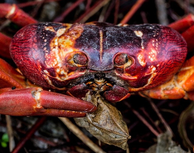 澳大利亞聖誕島紅蟹集體大遷徙佔領公路