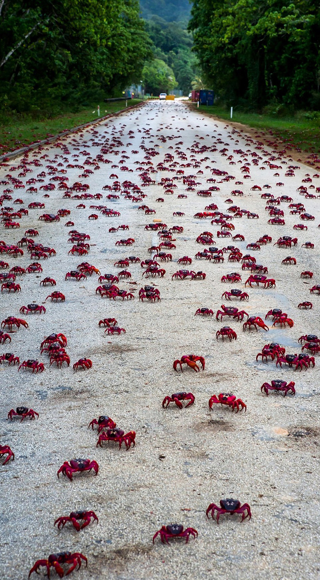 澳大利亚圣诞岛红蟹集体大迁徙占领公路