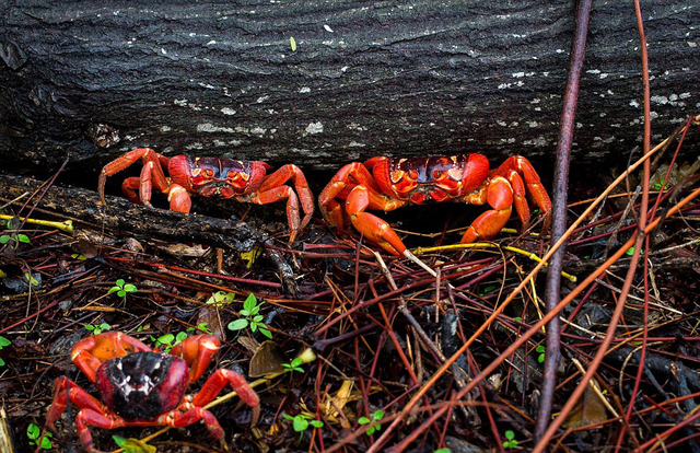 澳大利亚圣诞岛红蟹集体大迁徙占领公路