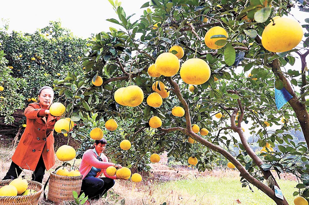 【焦點圖】梁平：柚子豐收 農民增收