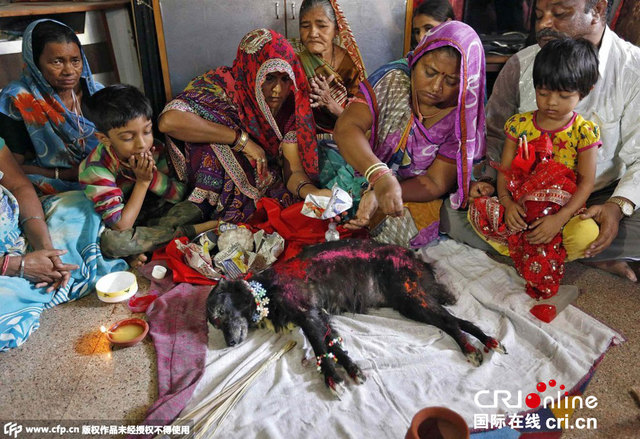 印度为流浪狗举办葬礼 曾为街区"站岗"18年