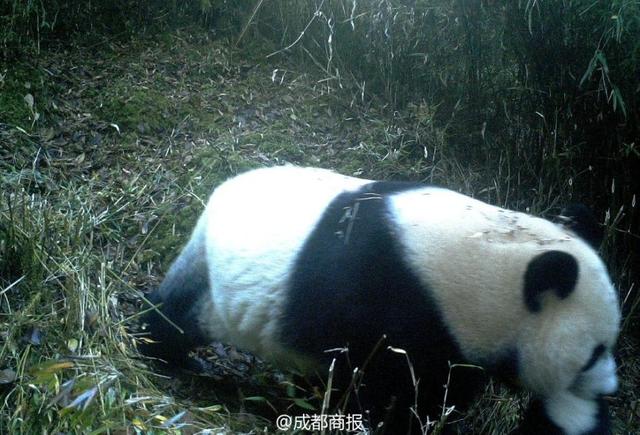 九寨沟首次拍到野生大熊猫叼崽同游画面