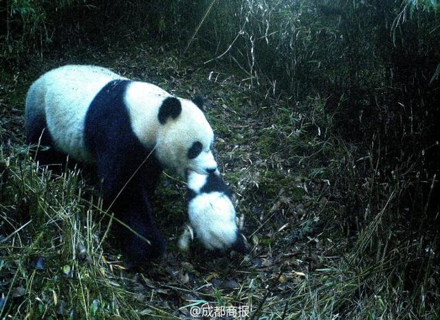 九寨沟首次拍到野生大熊猫叼崽同游画面