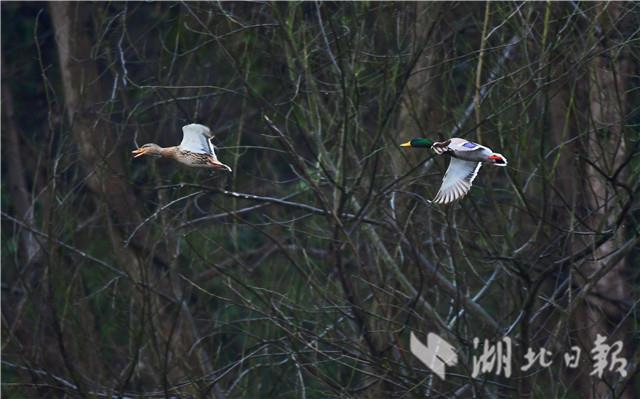 宜昌柏臨河濕地公園：野鴨戲春水