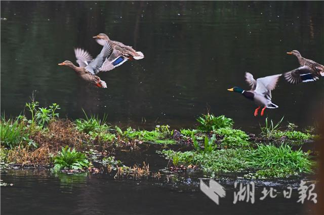 宜昌柏臨河濕地公園：野鴨戲春水