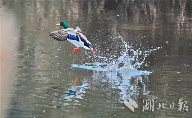 宜昌柏臨河濕地公園：野鴨戲春水