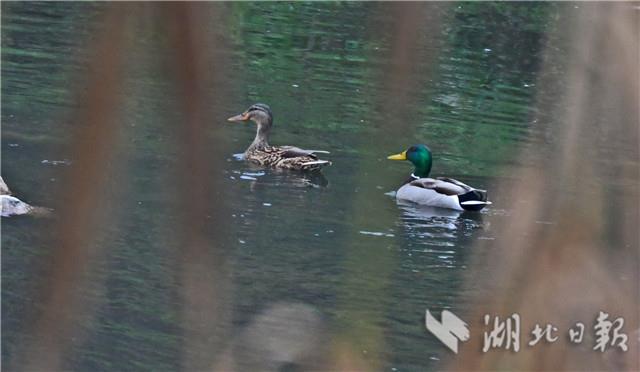 宜昌柏臨河濕地公園：野鴨戲春水