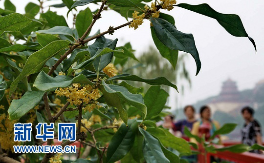 CNN认为中国人不能缺少的18种饮品竟是这些？