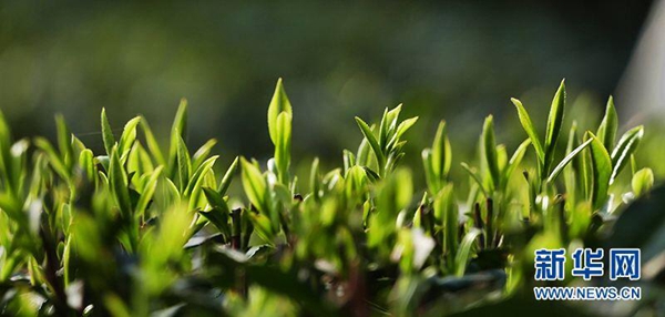 CNN认为中国人不能缺少的18种饮品竟是这些？