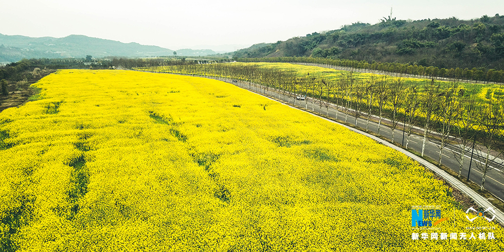 重慶廣陽島：油菜花海金燦燦