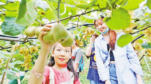 黑山致富果銷售難 800市民公益消費紓困