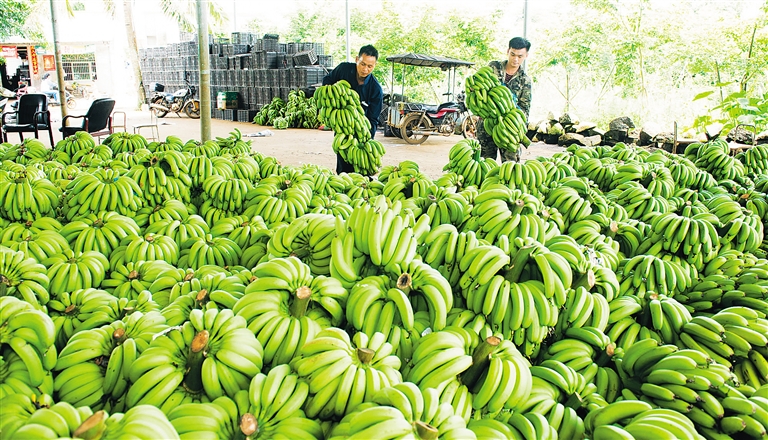 【财经】【即时快讯】澄迈香蕉年产值逾10亿元  摘要：据了解，澄迈县是海南省香蕉种植面积和产量较大的市县，产业规模在全国香蕉种植市县中排名前15。