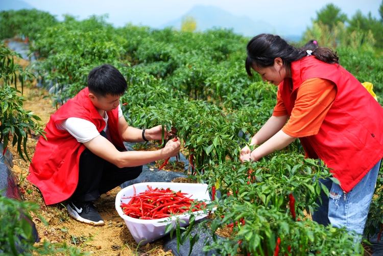 貴州沿河：青年志願者助力産業豐收在行動