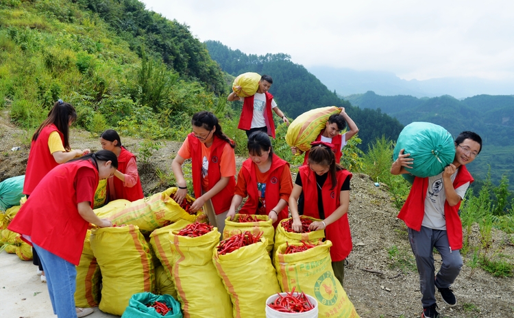 貴州沿河：青年志願者助力産業豐收在行動