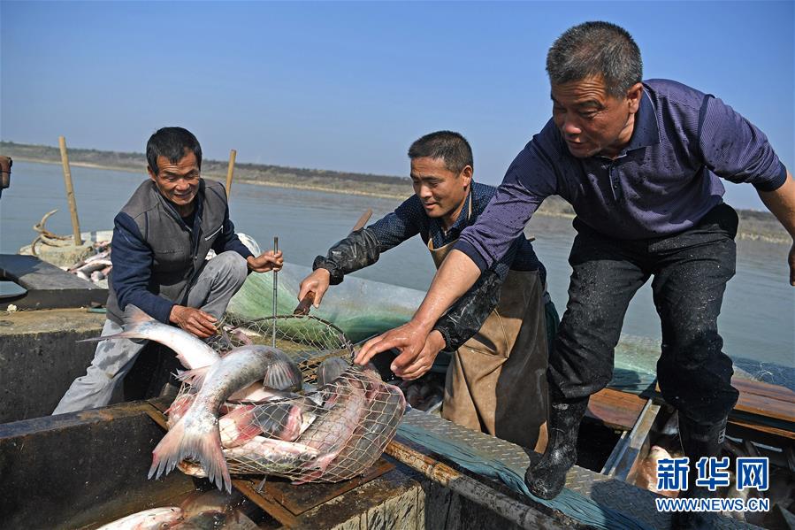 鄱阳湖：人欢鱼跃冬捕忙