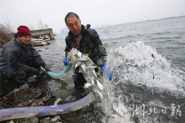 漢江增殖放流2100萬尾魚苗