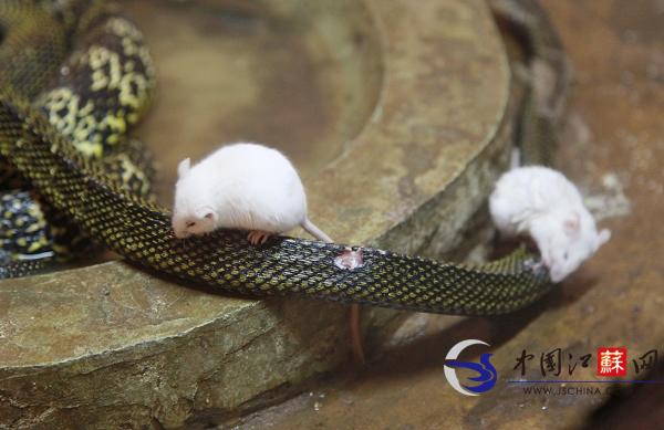 南京紅山動物園驚現“鼠吃蛇” 專家：冬天喂蛇並不科學
