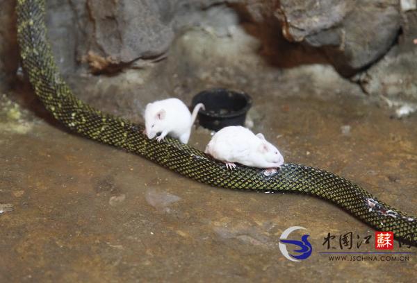 南京红山动物园惊现“鼠吃蛇” 专家：冬天喂蛇并不科学